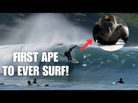 Forget 100 Men vs 1 Gorilla — He Just Wants to Surf!
