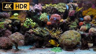Coral Reef Aquarium - 4K HDR 60 fps - no loop