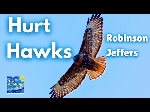 Hurt Hawks - Robinson Jeffers (poetry reading) | wandering poet cafe