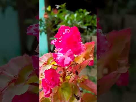 Beautiful#flowers #shortvideo  #tranding#love