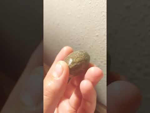 Petoskey Stone