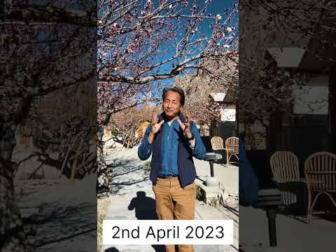 Apricot Blossom in Sham Valley of Ladakh