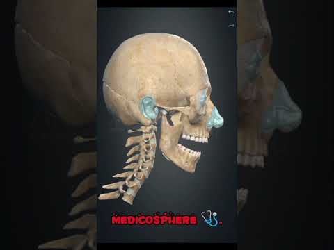 depression and elevation #3d #medicosphere #mandible #movement#medical #medicos #anatomy #physiology