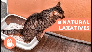 8 HOME REMEDIES for CONSTIPATION in CATS 🐱🐾 What to Give a Constipated Cat