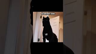 Scariest Dog☠️🐶 #skulledits #shorts #viralshorts