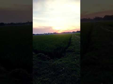 #shrot_video