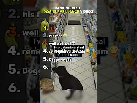 Ranking The Best Dog Surveillance Camera Videos 😂