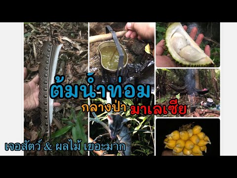 ต้มน้ำท่อม ใน มาเลเซีย (ป่ามีสัตว์ร้าย เสือ หมี ช้าง และอีกเยอะมาก )