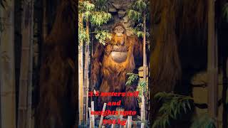Biggest ape that ever lived 'GIGANTOPITHECUS'