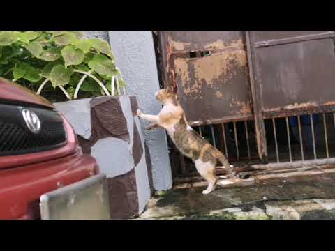 Rare encounter with a "Calico" (Male Tricolor Cat) 🐈
