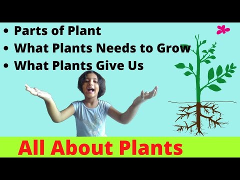 Easy Way to Teach Parts of Plants to Kids,Activity for Parts of Plants