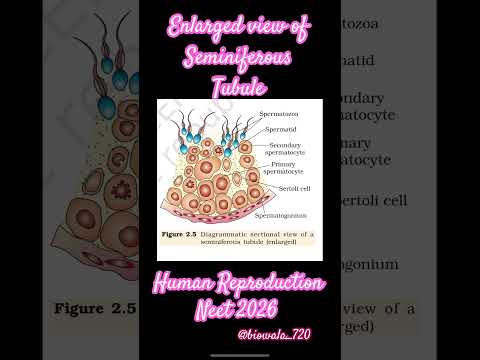 Human Reproduction-Enlarged view of Seminiferous Tubule #biology #neet #science #shorts #ncert