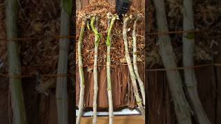 let's using this methods for propagation dendrobium plants on the wooden #short 🌱🌱🌱
