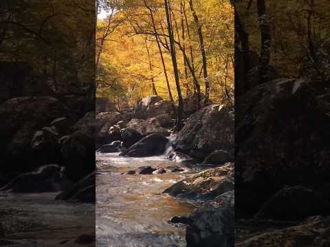 Nature video #short# funny#natok#
