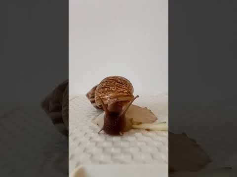 Her name is Nimi#snail#edit#short#MarZako