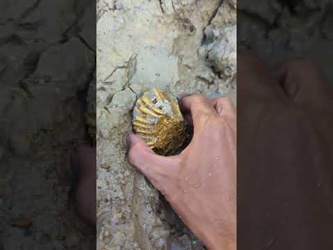 gold treasure digging #goldhunter