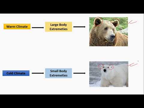 RULES AND LAWS IN ECOLOGY