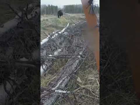 Joe Rogan: Hunting Bears ain't no joke!