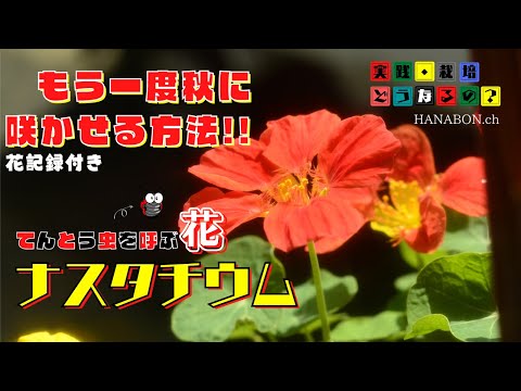 実践・栽培・どうなるの？【春植え】もう一度秋に咲かせる方法!!テントウ虫を呼ぶ花【ナスタチウム・金連花】植え方・育て方・育ち方【園芸】