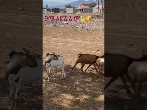 Very Funny African Goat fighting #animallover #goat #sucessmotivation