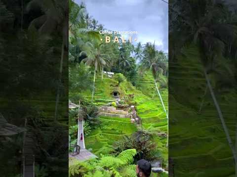 Coffee plantation in Bali 😍 #balicoffee #shorts