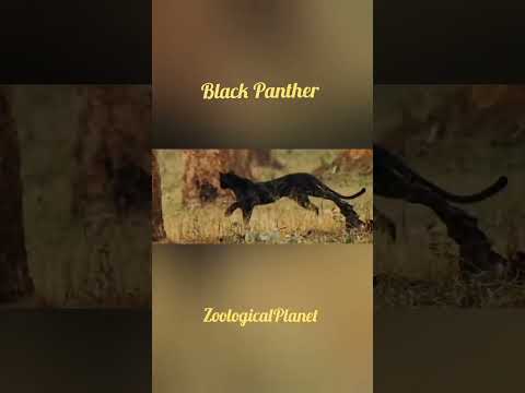 Black panther|ZoologicalPlanet|Wildlife#panthers#wildlife #zoo
