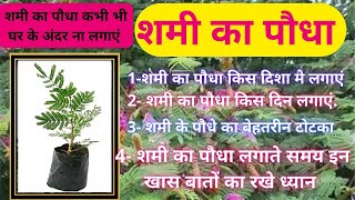 शमी का पौधा कहाँ और किसदिन लगाएं ll शमी का पौधा किस दिशा मे लगाएं ll #Shami_plant #shanidev
