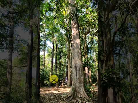 മലയാറ്റൂർ മുളങ്കുഴി മഹാഗണിതോട്ടം സന്ദർശകർക്കായി തുറന്നു ആഴ്‌ചയിലെ എല്ലാ ദിവസവും രാവിലെ 8 to 5pm