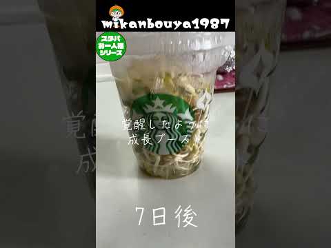 スタバカップdeもやし #家庭菜園  #水耕栽培 #もやし