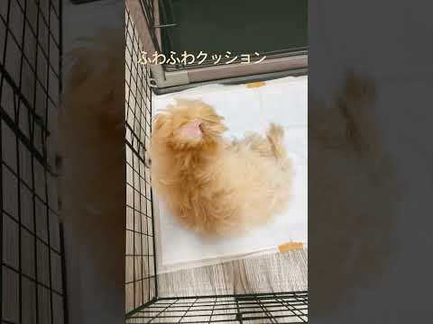 5日目の朝　昨日シャンプーしたので更にモフモフ
