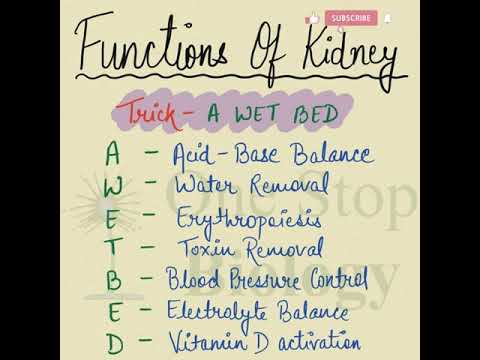 Trick to learn functions of kidney 🤞 #shorts #neet #tricks #biology #biologytricks
