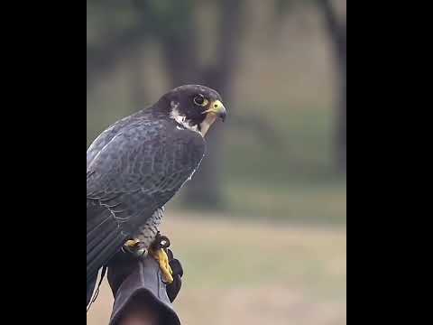 Peregrine falcon Top Fastest animal in the world #short #peregrinefalcon #fastestanimals