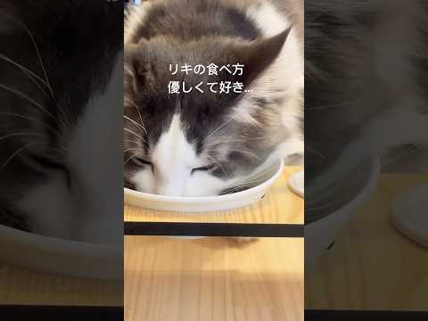 食べ方の違い#親子猫#母猫#ノルウェージャンフォレストキャット #食べる猫