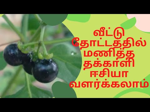 வீட்டு தோட்டத்தில் மணித்ததக்காளி பழம் | கீரை | அல்சர் வாய்புண் குணமாகும்
