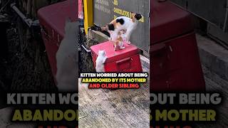 This Tiny Kitten Keeps Failing the Jump but Won’t Give Up #shorts