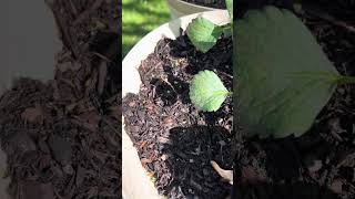 Raised Bed update 4/12/2024