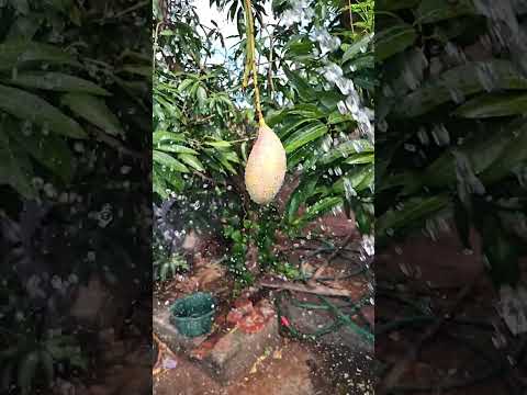 "Daily Routine: Flashing Cold Water on My Garden Mango Tree"