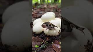 baby python escaping from egg