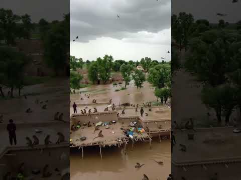 Monkeys🐒are helpless have no house😒 #yt #youtubeshorts #poorpeople #poormonkey #villageflood #plzsub