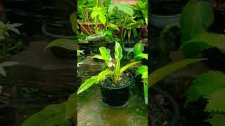 Philodendron Ring of Fire. #ฟิโลเดนดรอนใบเลื่อยด่าง