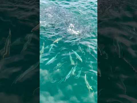 Alien feeding frenzy! 🤯. #fishing #florida #ocean #nature
