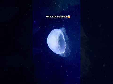 What a wonderful being😍 Can’t believe my eyes…This is living🙀 #nature #seaworld #wonder #ytshorts