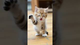 Dance with my cat #shorts #cats #funnycats #petsinyoutube #catsinging #tinycat #catsitting #mycat