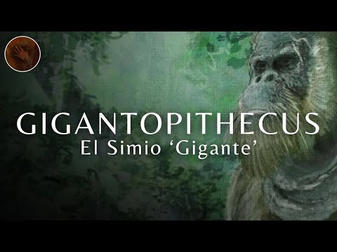 Gigantopithecus: El simio más grande que existió | Documental prehistórico.