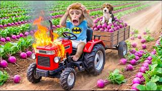 Monkey Coco is harvesting purple radishes and rescuing an injured dog when the vehicle catches fire.