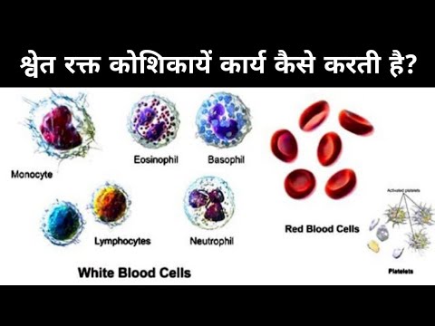 How White Blood Cells Work ? श्वेत रक्त कोशिका के कार्य !