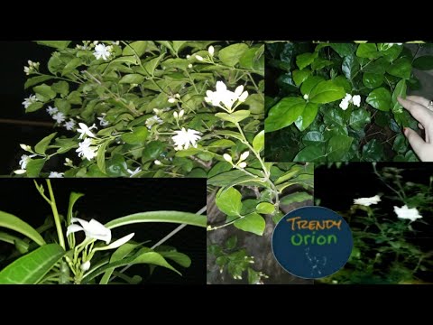 Night View of My Terrace Garden in Full Moon/ Night Tour of my Terrace Garden -Trendy Orion