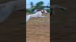 🥵Kanni dogs❤️#shortvideo #shortsfeed #trKanniending #viralvideo #shorts #short #viral #animals #dog