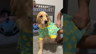 My dogs new bedtime routine! #dogsofyoutube #dog #dogs #husky #goldenretriever #puppy