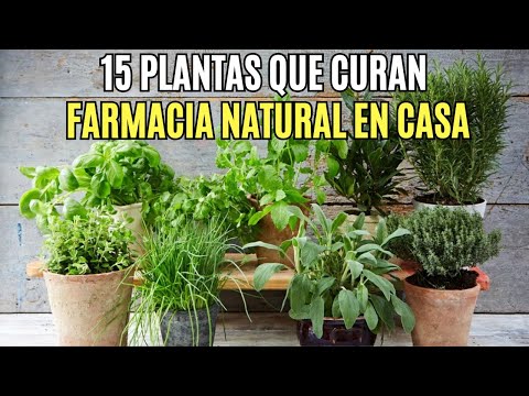 15 Incredible Medicinal Plants You Should Have at Home!